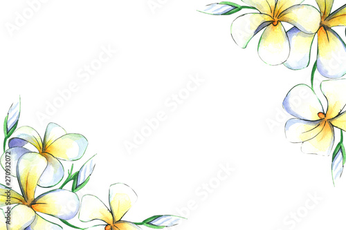 Hand drawn watercolor illustration of plumeria flowers - invitation or card template for wedding stationary, greetings, wallpapers, fashion, background