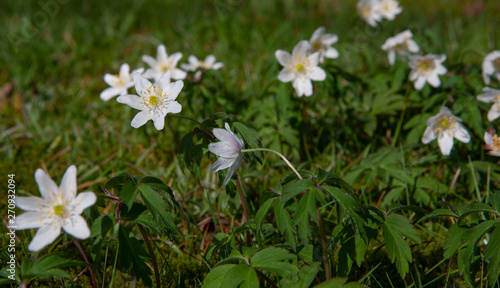 Wild flowers