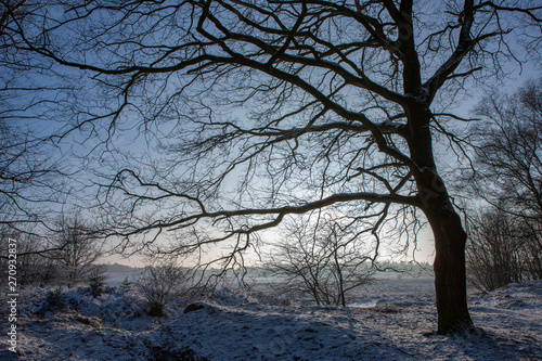 Winter in the Netherlands. Snow. Heather Havelte 