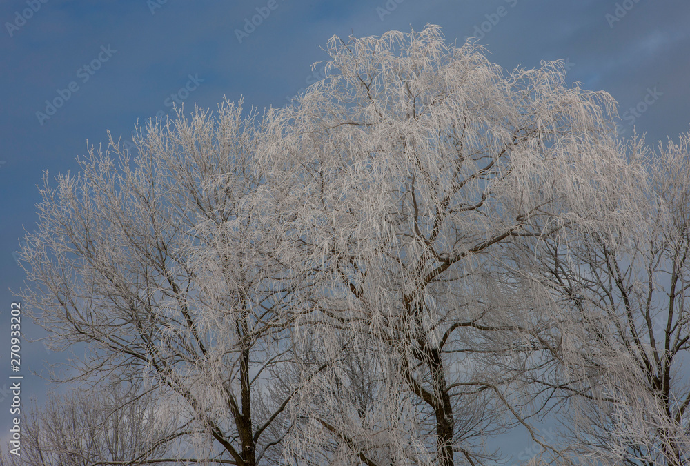 Winter in the Netherlands. Snow. Branches Winter in the Netherlands. Snow. Branches