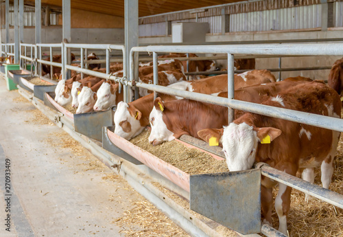 some cattle in a stable photo