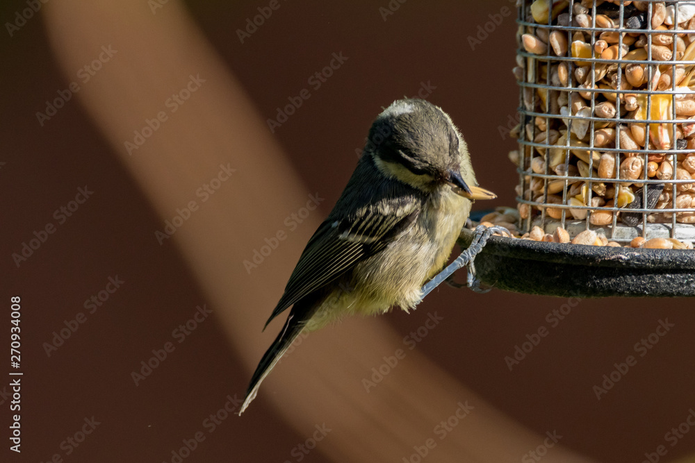 Fototapeta premium sparrow on feeder
