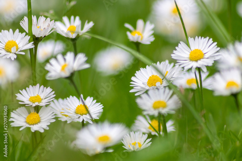 Frühlingsblumen blühen bis in den Sommer mit bezaubernder Blütenpracht in der Nahaufnahme