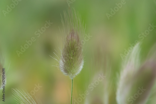 Hare s Tail Inflorescence in Springtime