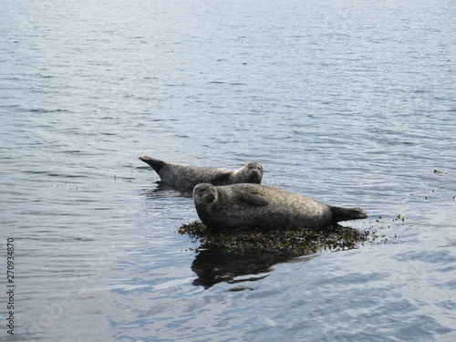 Seals in West Cork