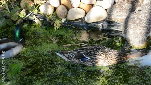 Pair of ducks and pondweed