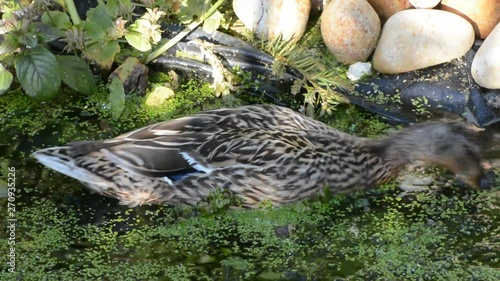 female duck frantically feeding