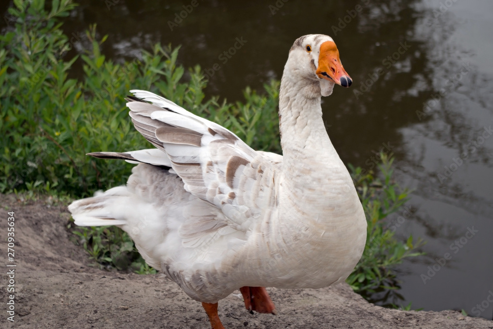 A white goose with grey specks of feathers feathers walks towards the viewer on the gray soil of the pond shore against the background of water and low green grass and bushes A white goose with grey specks of feathers feathers walks towards the viewer on the gray soil of the pond shore against the background of water and low green grass and bushes