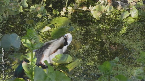 Duck amongst the duckweed
