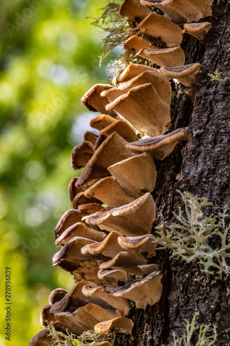 mushrooms on tree