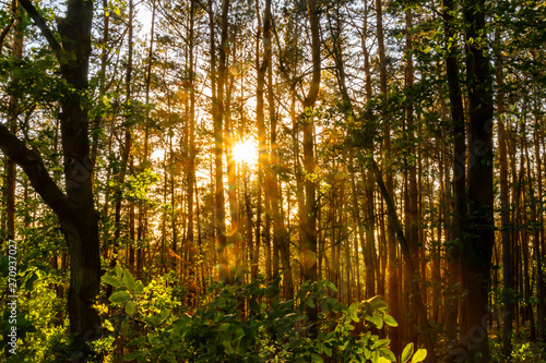 View of trees between which the light of the setting sun shines through.