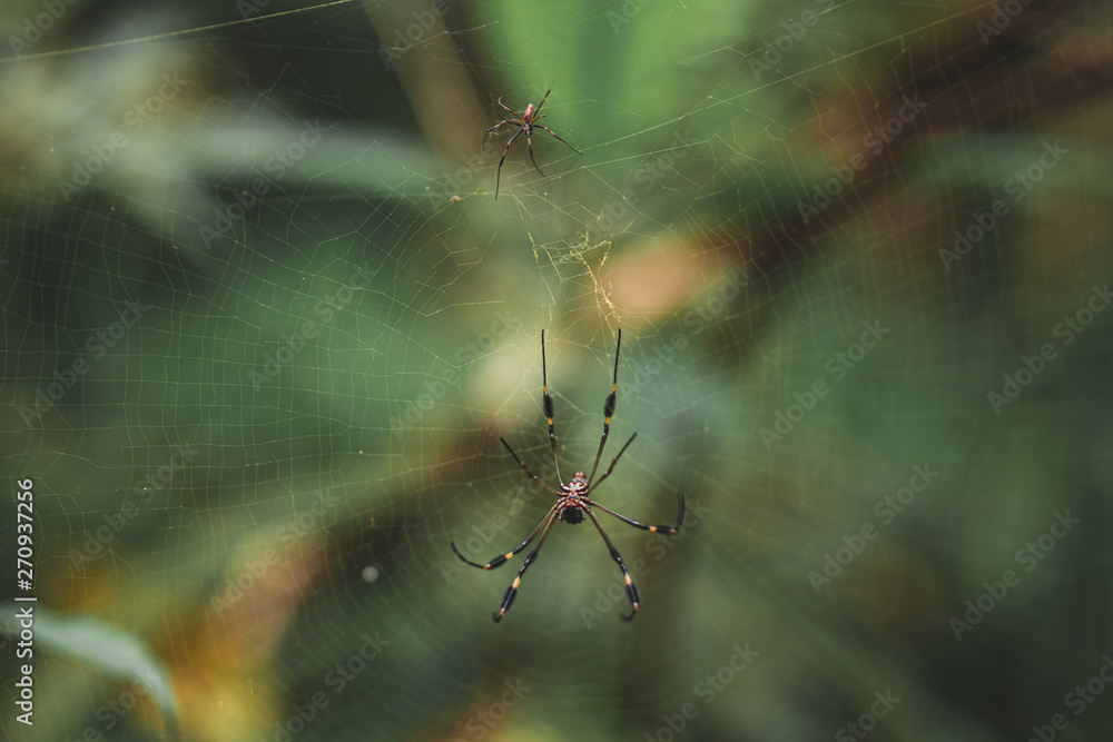 Goldene Seidenspinne im Netz im Dschungel Goldene Seidenspinne im Netz im Dschungel