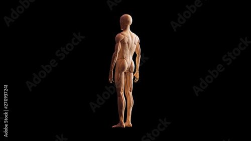Bone Muscle Ecorche and Skeletal System Anatomical Model 3 Quarter Rear Left View 3d illustration 3d render © paul