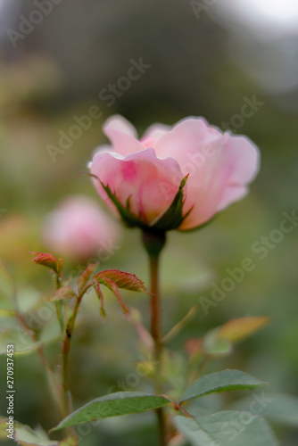 pink roses in the  garden