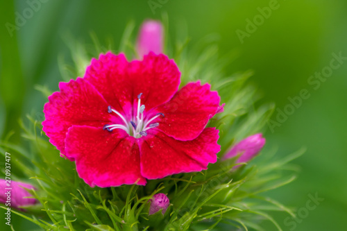 Frühlingsblumen blühen bis in den Sommer mit bezaubernder Blütenpracht in der Nahaufnahme © sunakri