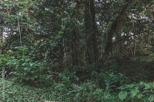 Dschungel Panamas