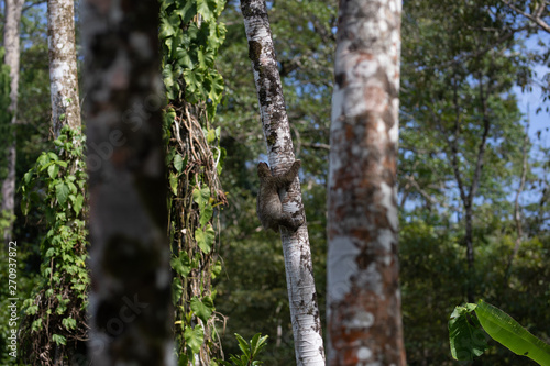 Faultier klettert an baum im Dschungel Panamas
