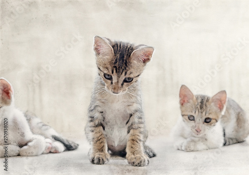 Fototapeta Naklejka Na Ścianę i Meble -  Watercolor Painting of Cute Tabby Kitten on The Floor