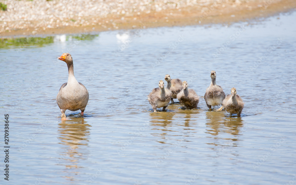 Fototapeta premium Graylag goslings 4