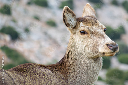 Obraz na płótnie Red deer (Cervus elaphus C. e. hippelaphus) in Parnitha mountain, Greece w salonie