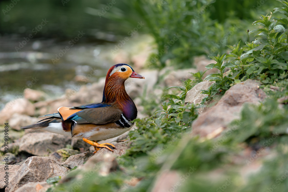 mandarin duck on the rock