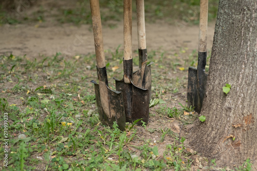 Four shovels stand vertically near the tree