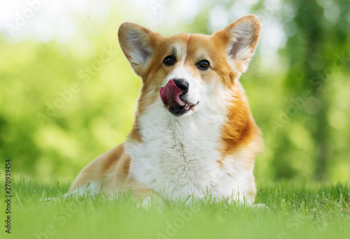 dog for a walk, welsh corgi breed