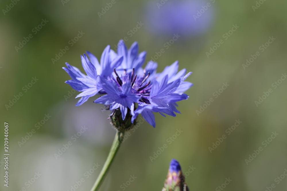 bleuet bleuet