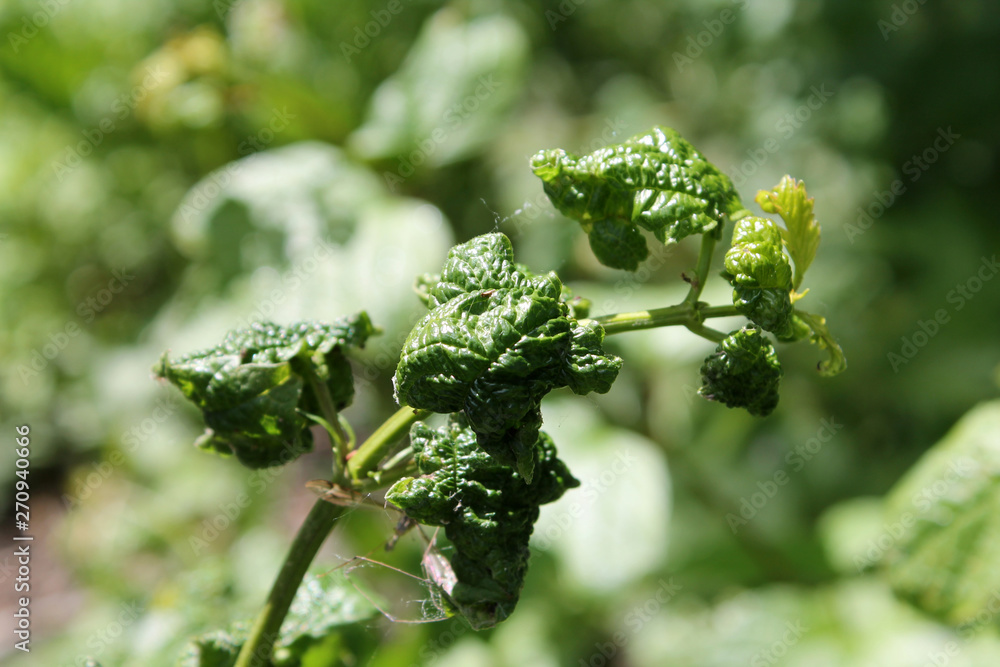 Viburnum leaves damaged by Viburnum aphid (Aphis viburni) colonies