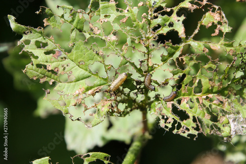Feeding damage of European cranberrybush (Viburnum opulus) leaves by larvae of viburnum leaf beetle or Pyrrhalta viburni