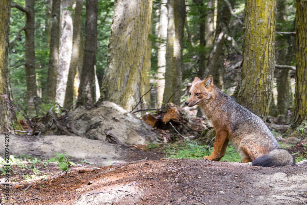 Obraz premium Wild red fox in the forest, Ushuaia, Argentina
