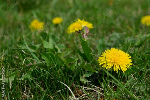Yellow dandelions in green grass