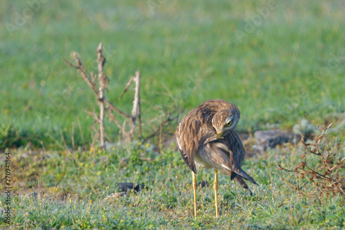 Eurasian stone curlew on the ground photo