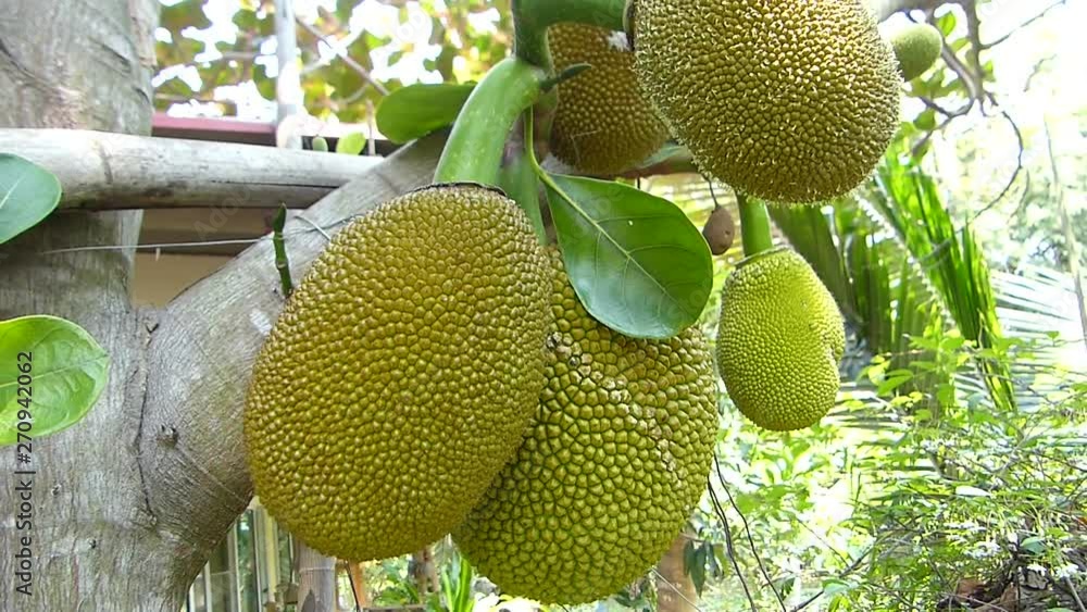 Jackfruit production in the agro-industry industry Jackfruit production in the agro-industry industry