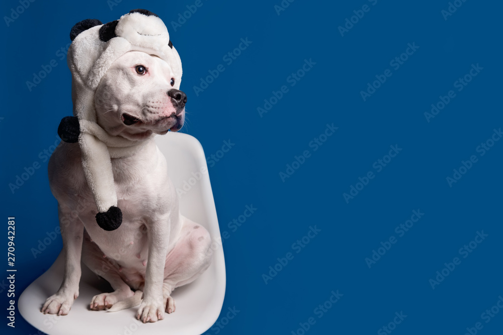 Portrait of cute white pit bull terrier in panda hat sitting on blue background. Dog looks at right. Party costume concept