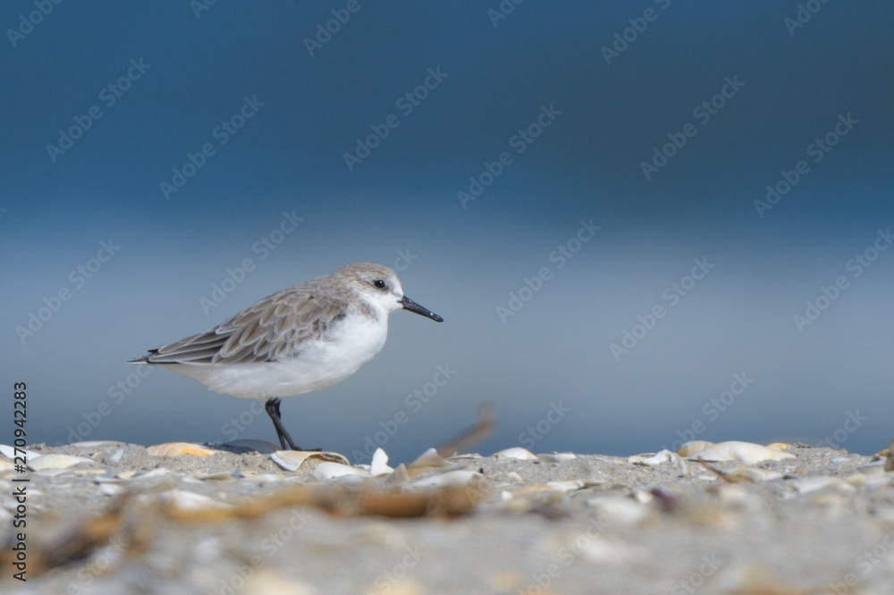 Sanderling Sanderling