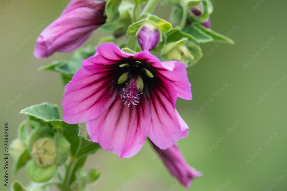 Tree Mallow Flowers in Bloom in Springtime Tree Mallow Flowers in Bloom in Springtime