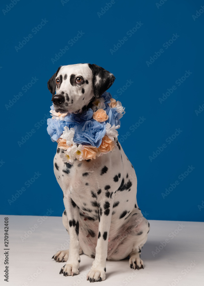 Portrait of dalmatian dog, wearing blue yellow flower wreath on the neck sitting on the white floor in front of blue background. Funny dog wearing floral wreath. Party concept. Copy Space