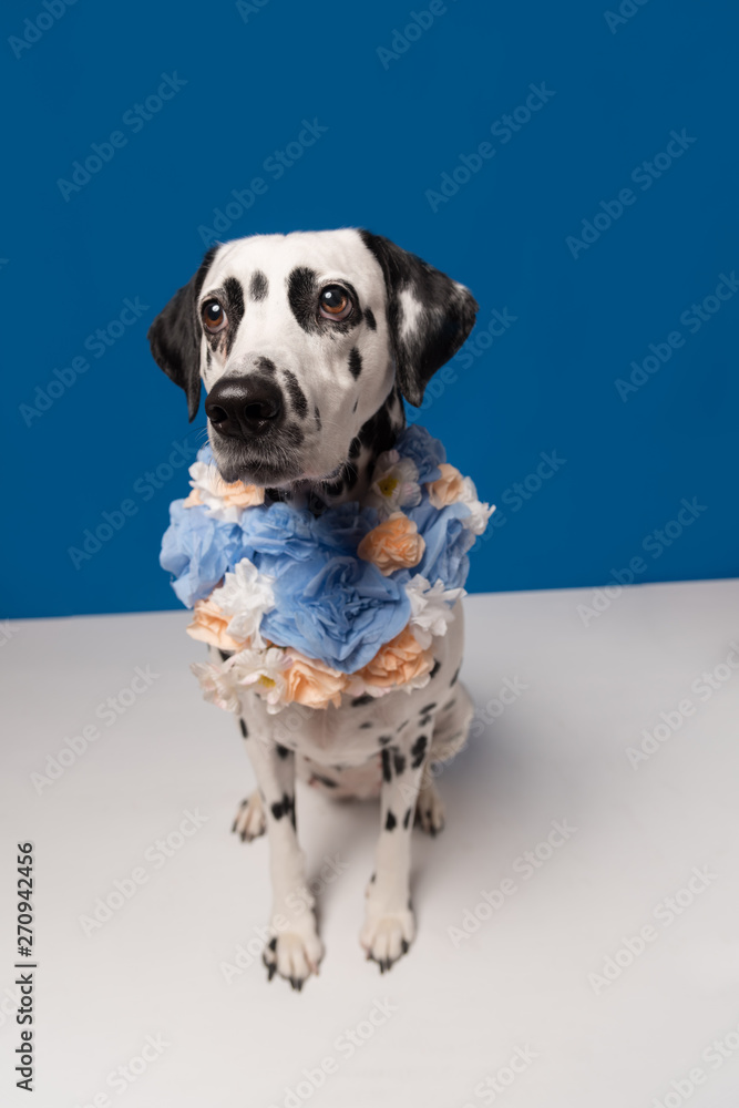 Portrait of dalmatian dog, wearing blue yellow flower wreath on the neck sitting on the white floor in front of blue background. Funny dog wearing floral wreath. Shy dog