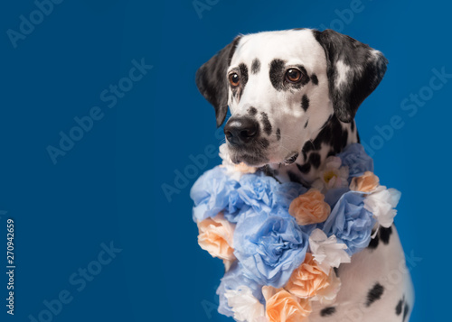 Portrait of dalmatian dog  wearing blue yellow flower wreath on the neck in front of blue background. Funny dog wearing floral wreath. Party concept. Copy Space