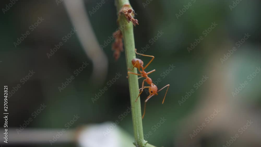 The red ants walking on the branches. The red ants walking on the branches.