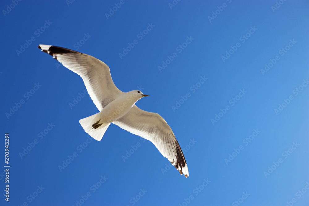 flying seagull in front of blue sky flying seagull in front of blue sky