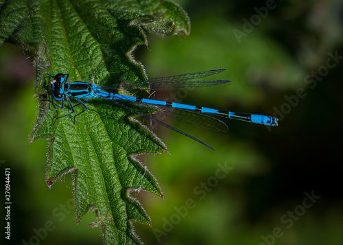 Damsel Flies photo