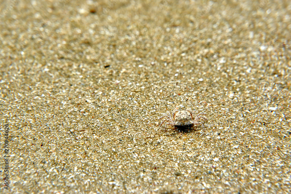 crab on the beach