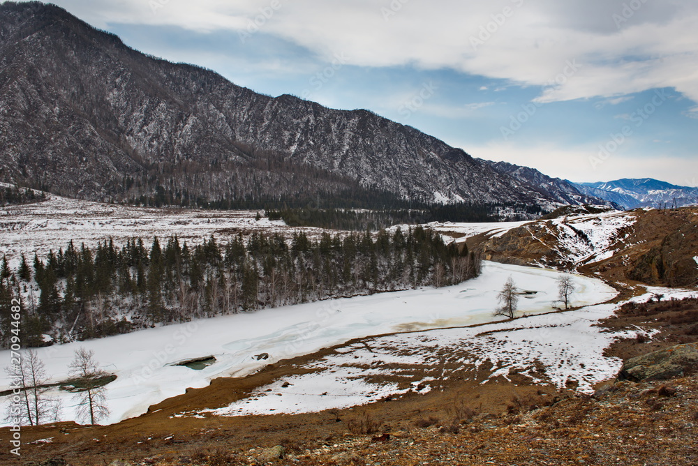 Obraz premium Russia. The South Of Western Siberia. Early spring in the Altai mountains, the Katun' river.