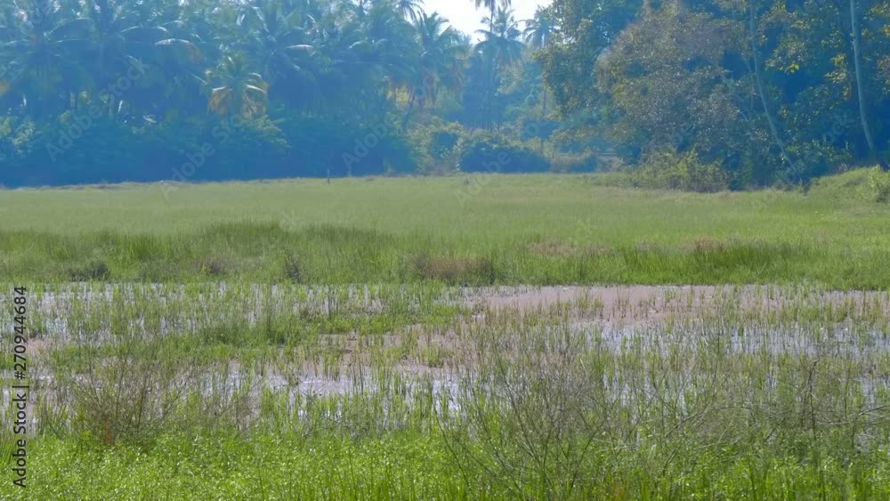 A green rice field on the outskirts of a palm forest is abundantly filled with water, Goa, India A green rice field on the outskirts of a palm forest is abundantly filled with water, Goa, India