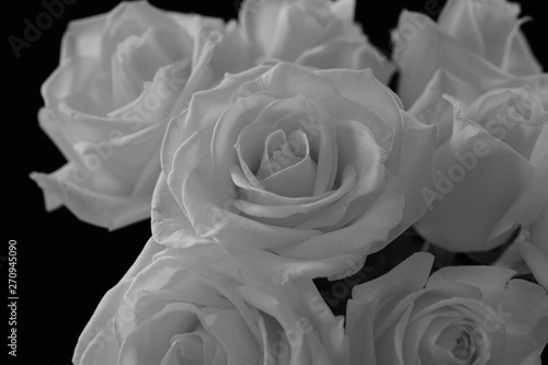 白バラ バラ 花束 黒バック 黒背景 白黒 モノクロ Stock 写真 Adobe Stock 白バラ バラ 花束 黒バック 黒背景 白黒 モノクロ Stock 写真 Adobe Stock