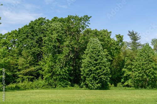 Landscape with green trees and grass and blue sky in a spring garden