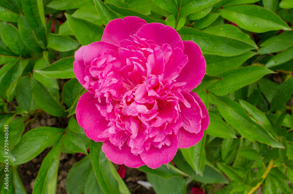 peony flower blossom in the garden