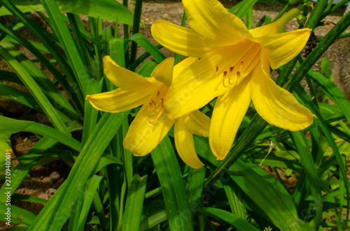 yellow lily blossom in the garden
